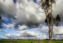 佩德里：希望和巴萨赢下3个冠军，欧冠若碰皇马.